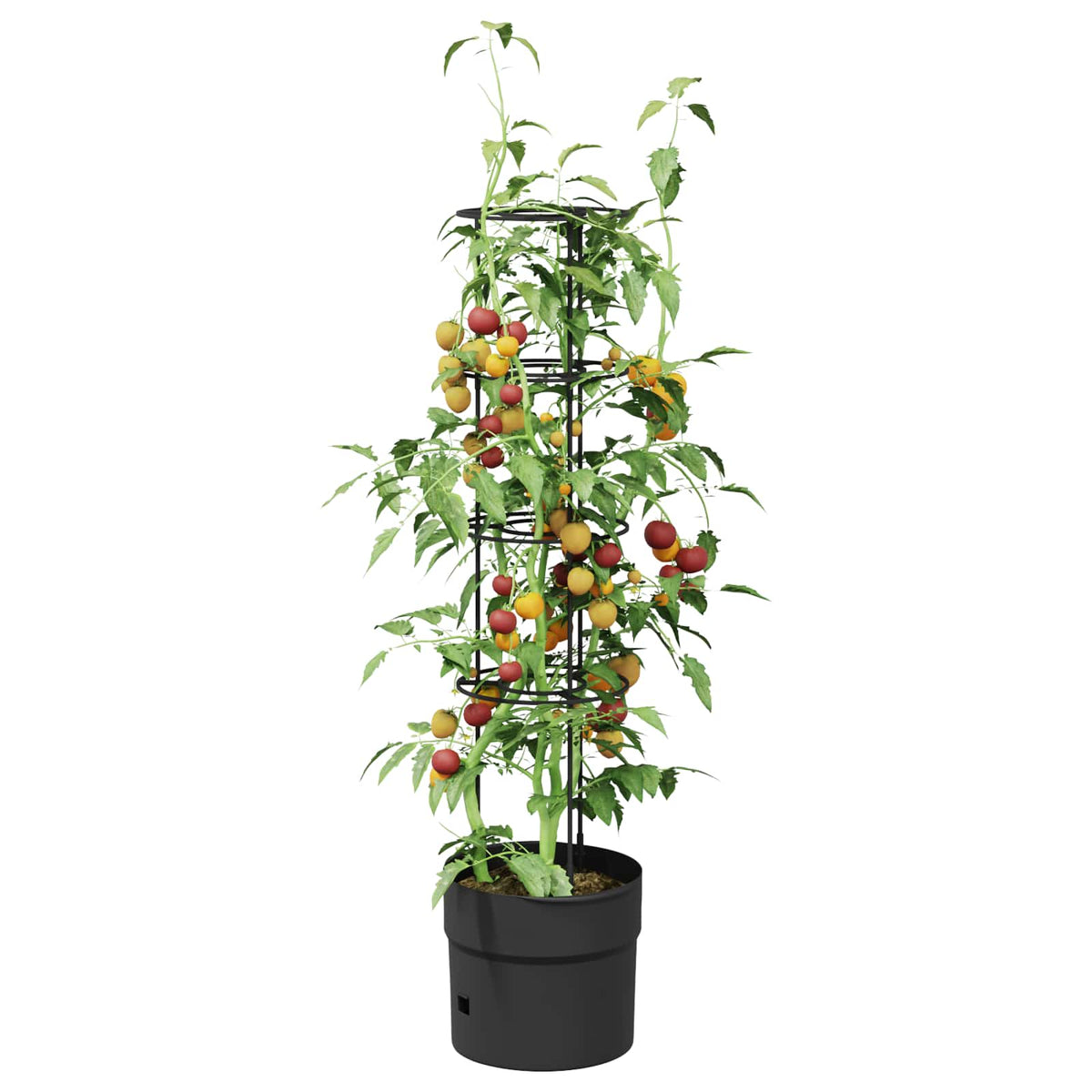 Paradicsom növesztő Fekete Ø 32 x 127 cm PP 3